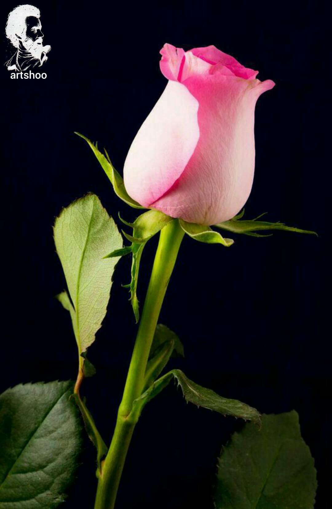 آموزش نقاشی رنگ روغن